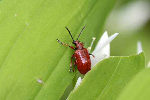 Lilioceris merdigera Lilioceris merdigera