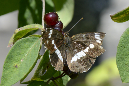 Limenitis camilla