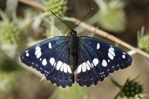 Limenitis reducta