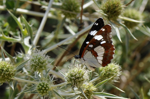 Limenitis reducta