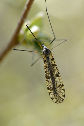 Limnophila schranki