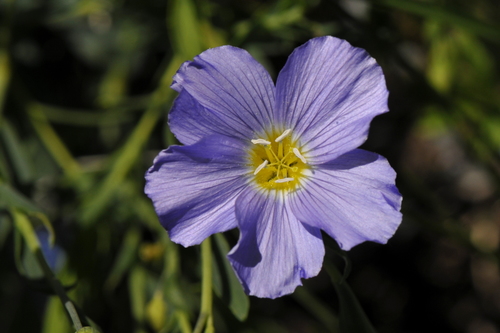 Linum alpinum