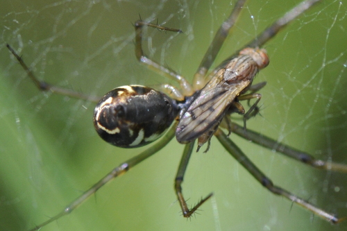 Linyphia