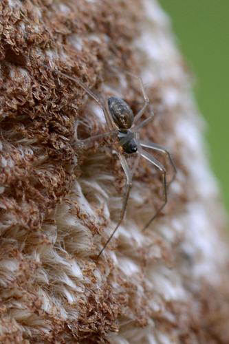 Linyphiidae