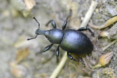 Liparus dirus