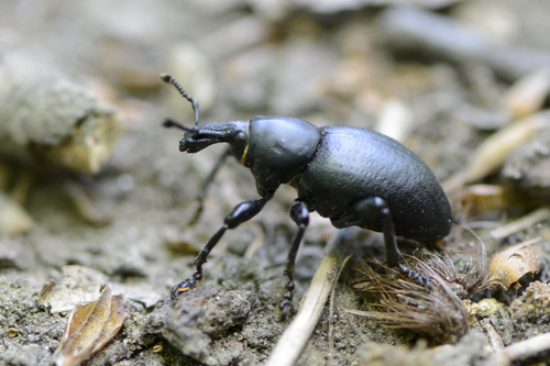 Liparus dirus