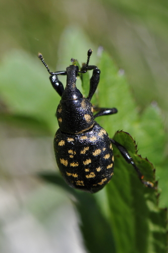Liparus germanus