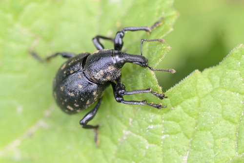 Liparus germanus