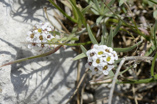 Lobularia maritima