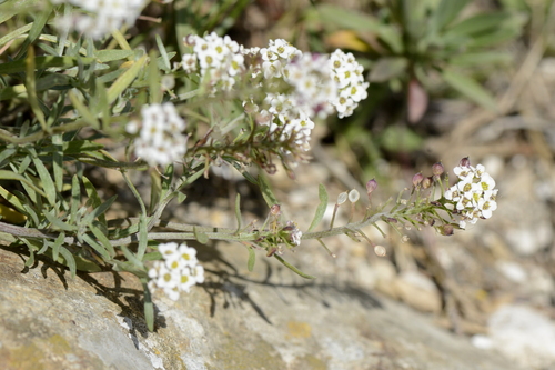 Lobularia maritima
