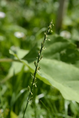 Lolium perenne