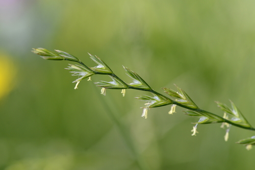 Lolium perenne