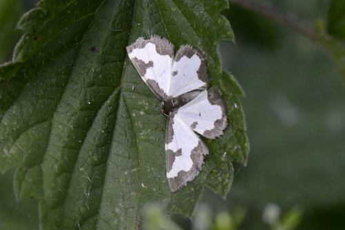 Lomaspilis marginata