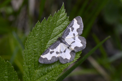 Lomaspilis marginata