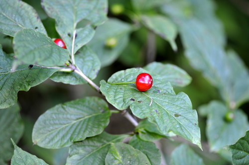 Lonicera alpigena