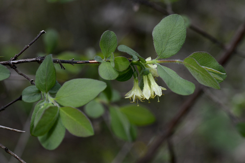 Lonicera caerulea