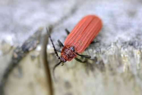 Lopheros rubens
