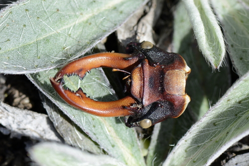 Lucanus cervus