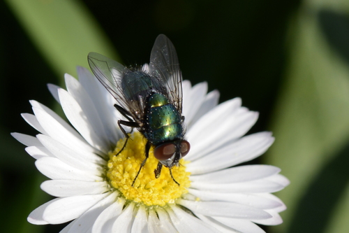 Lucilia