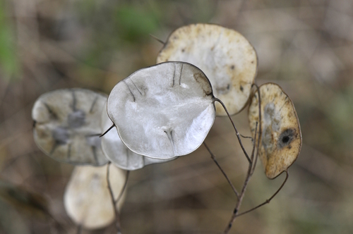 Lunaria annua