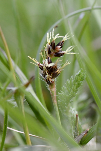 Luzula campestris Luzula campestris