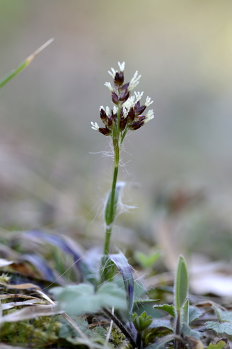 Luzula campestris Luzula campestris