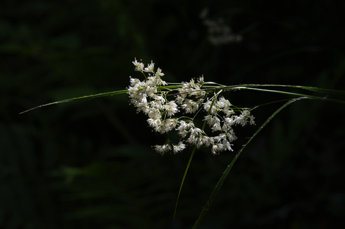 Luzula luzuloides