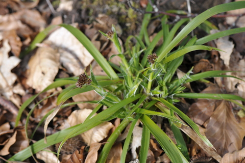 Luzula sylvatica