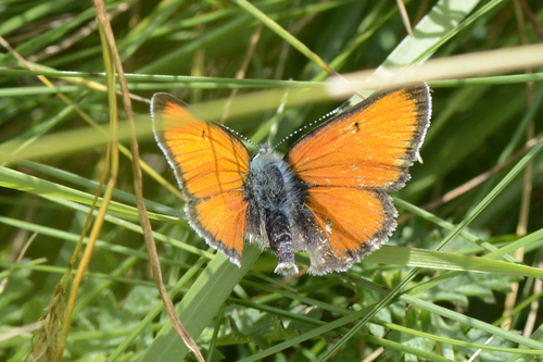 Lycaena hippothoe