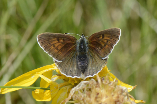 Lycaena hippothoe