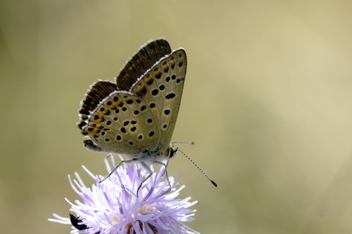 Lycaena tityrus