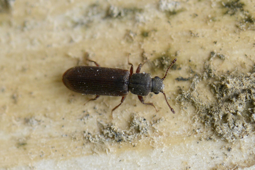 Lyctus