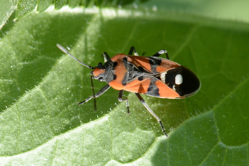 Lygaeus equestris