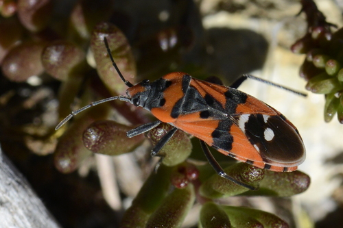 Lygaeus equestris