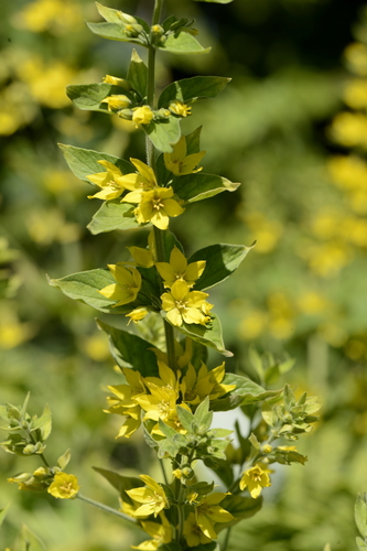 Lysimachia punctata