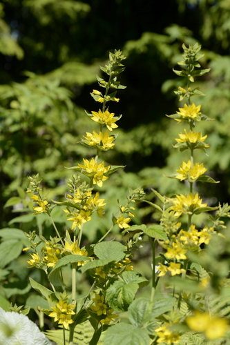 Lysimachia punctata