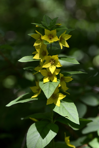Lysimachia punctata