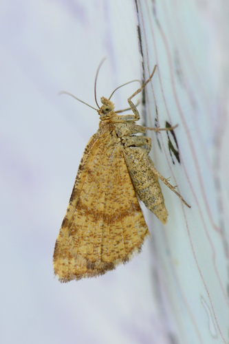Macaria brunneata