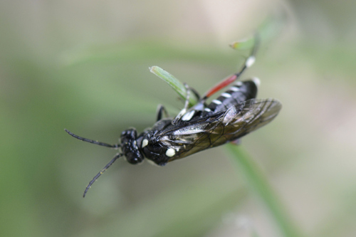 Macrophya punctumalbum
