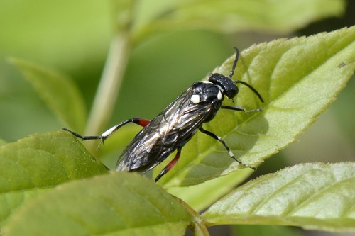 Macrophya punctumalbum