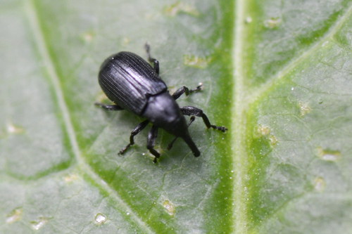 Magdalis nitida