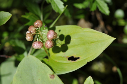 Maianthemum bifolium