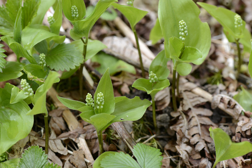 Maianthemum bifolium