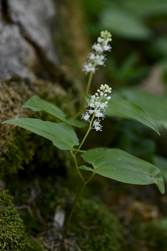 Maianthemum bifolium