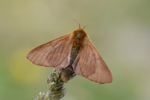 Malacosoma alpicolum