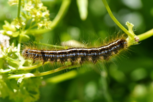 Malacosoma Malacosoma