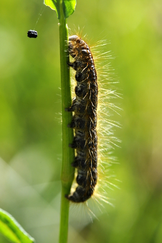 Malacosoma Malacosoma