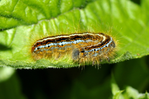 Malacosoma Malacosoma