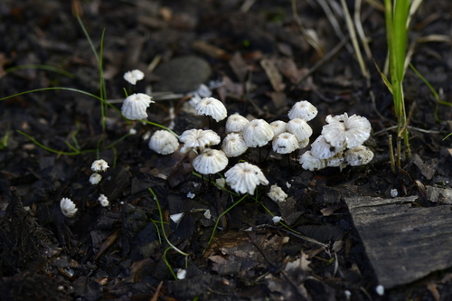 Marasmius rotula