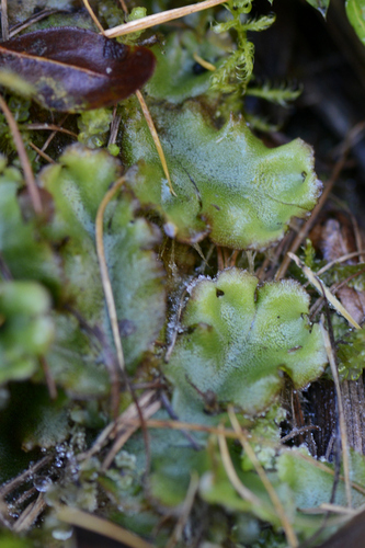 Marchantia polymorpha
